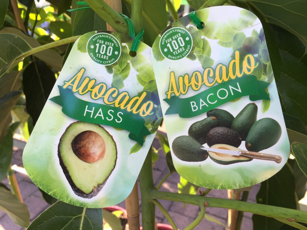 Avocado trees Pinewood Nursery