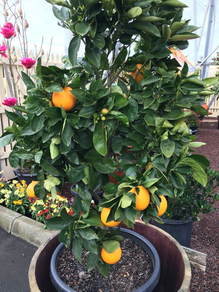 Citrus assorted Pinewood Nursery