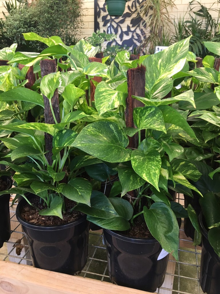 Indoor Plants Pinewood Nursery