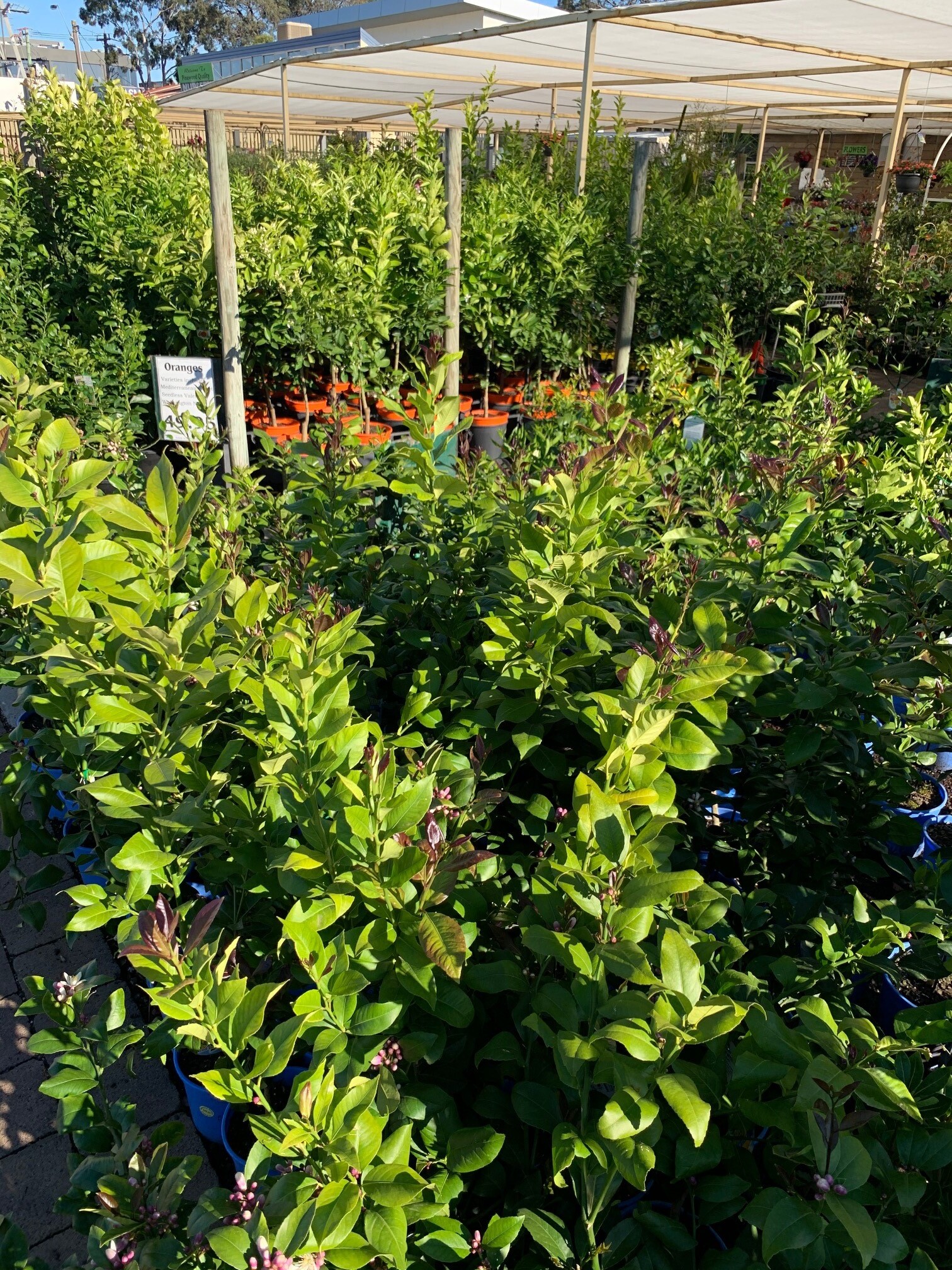 Plant range Pinewood Nursery