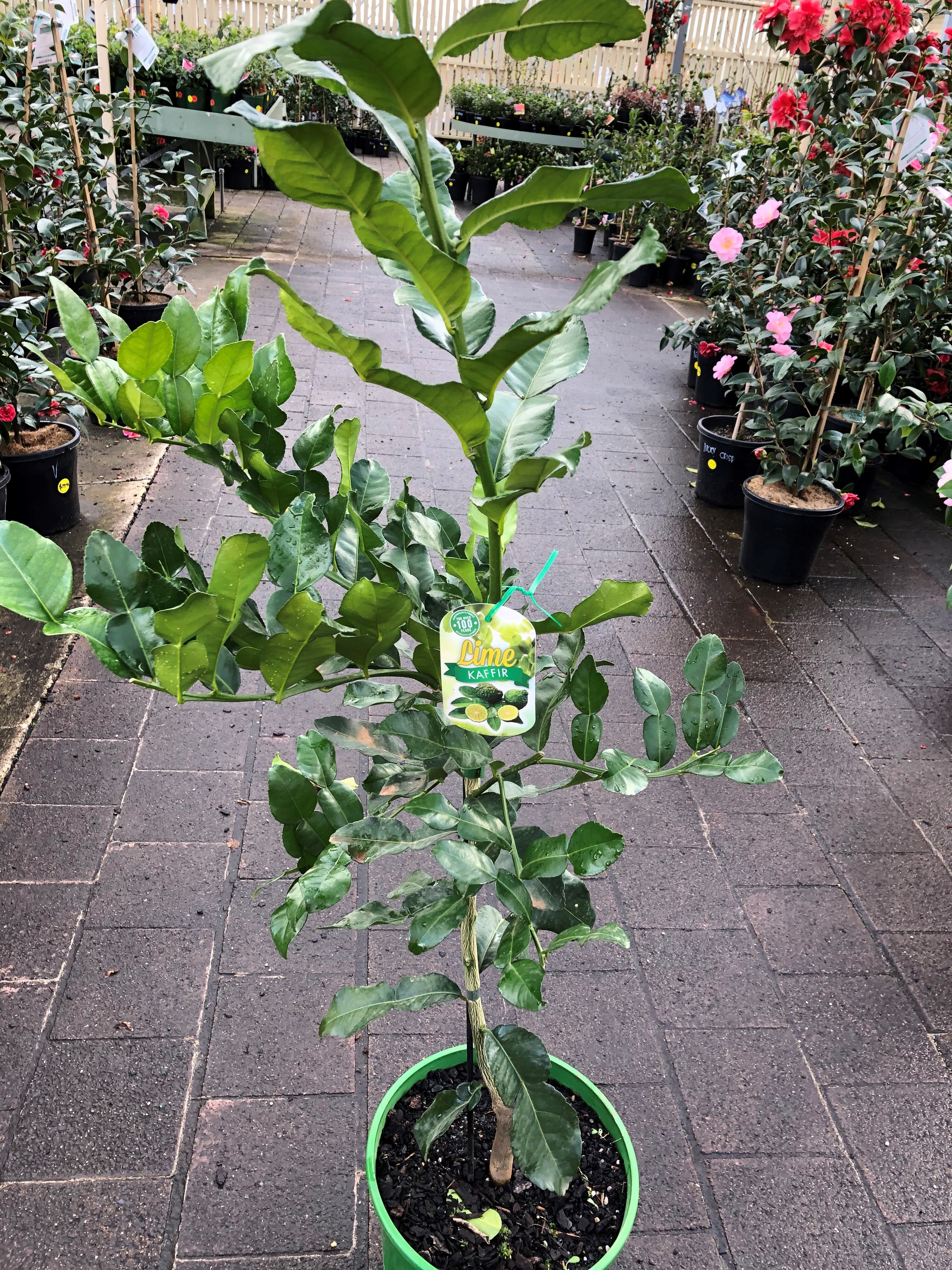 Plant range Pinewood Nursery