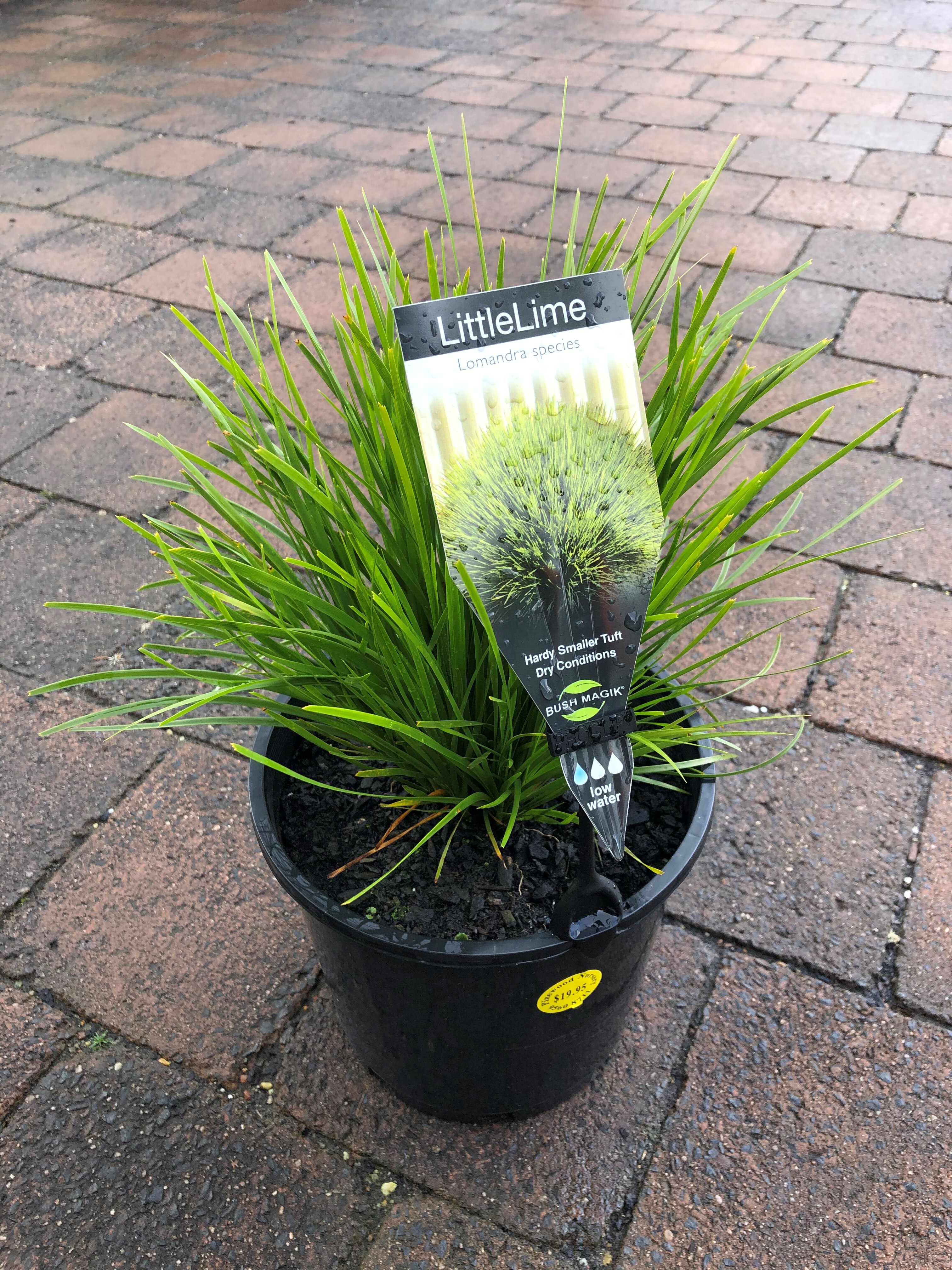 Plant range Pinewood Nursery