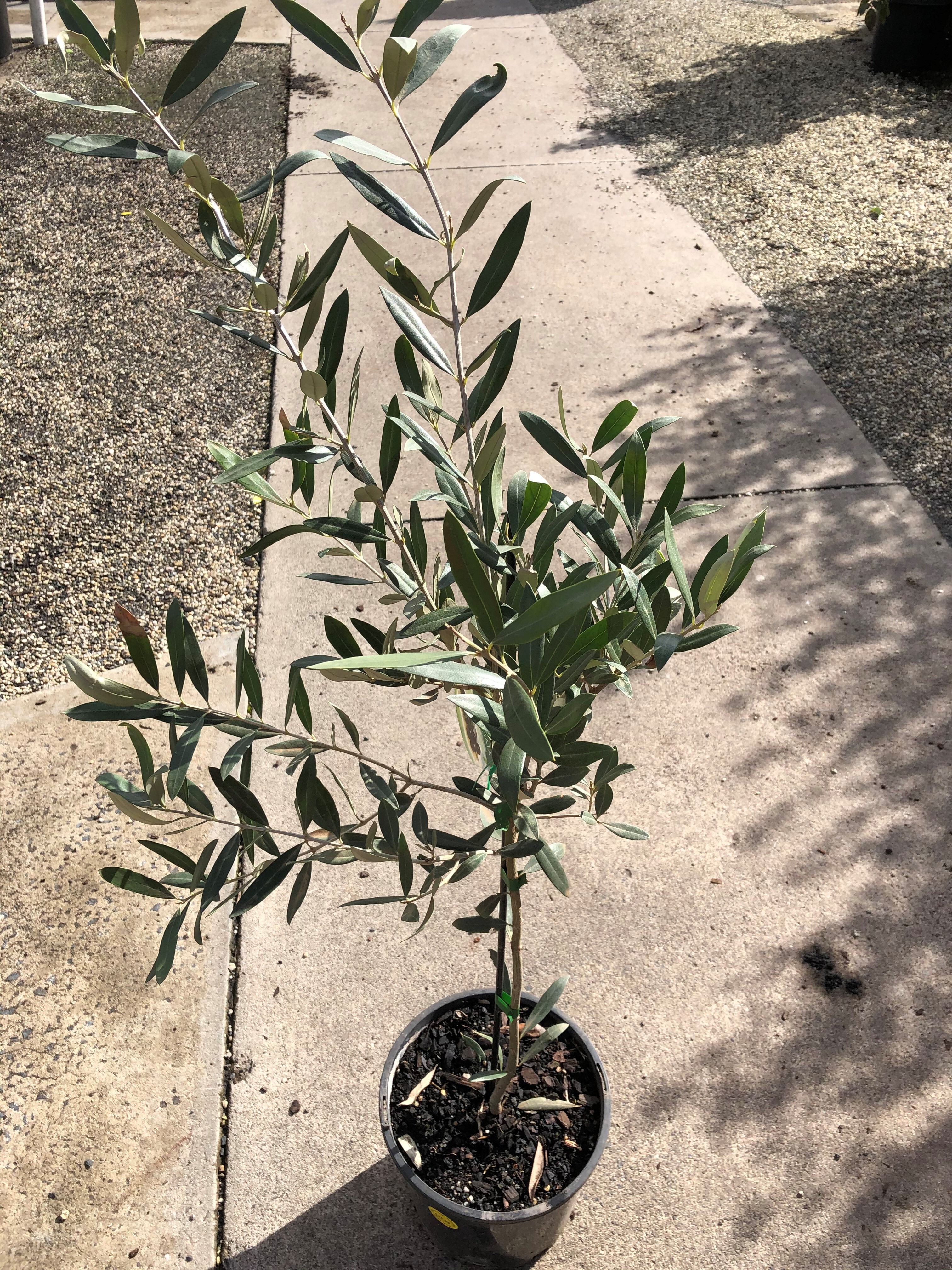 Plant range Pinewood Nursery