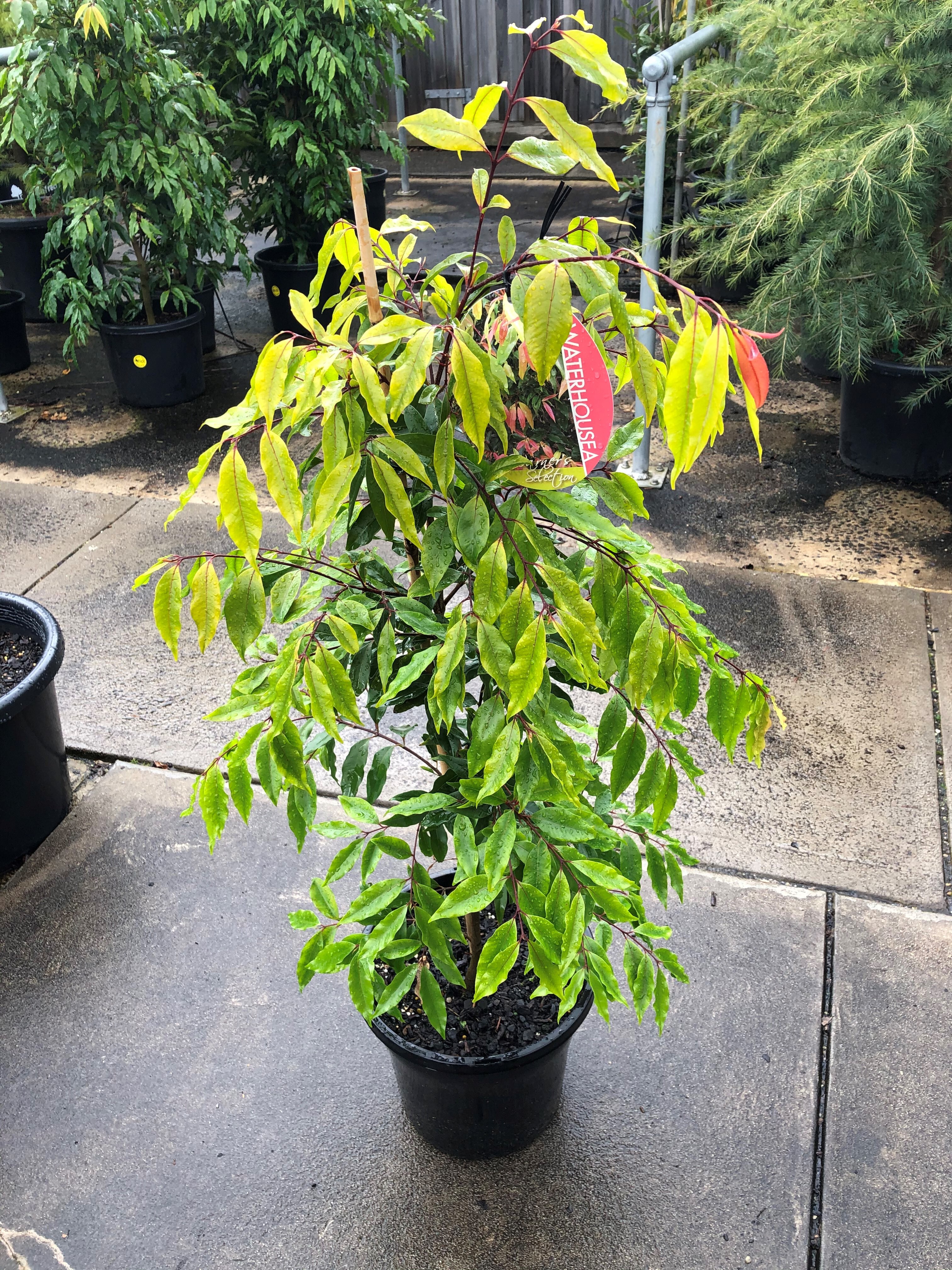 Plant range Pinewood Nursery