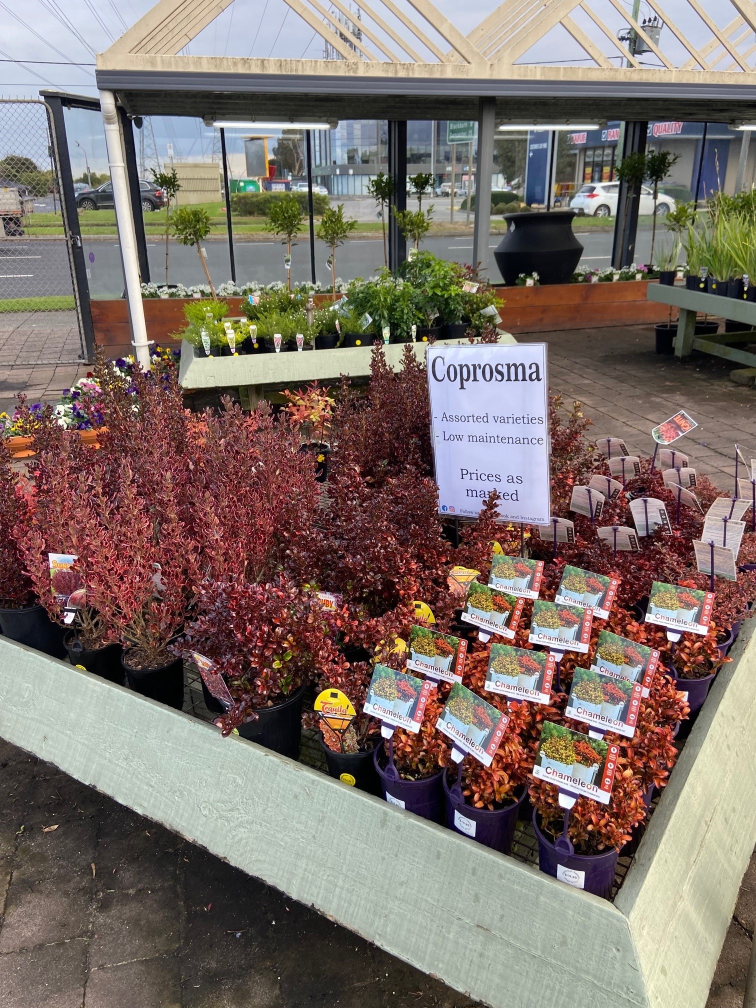 Plant range Pinewood Nursery