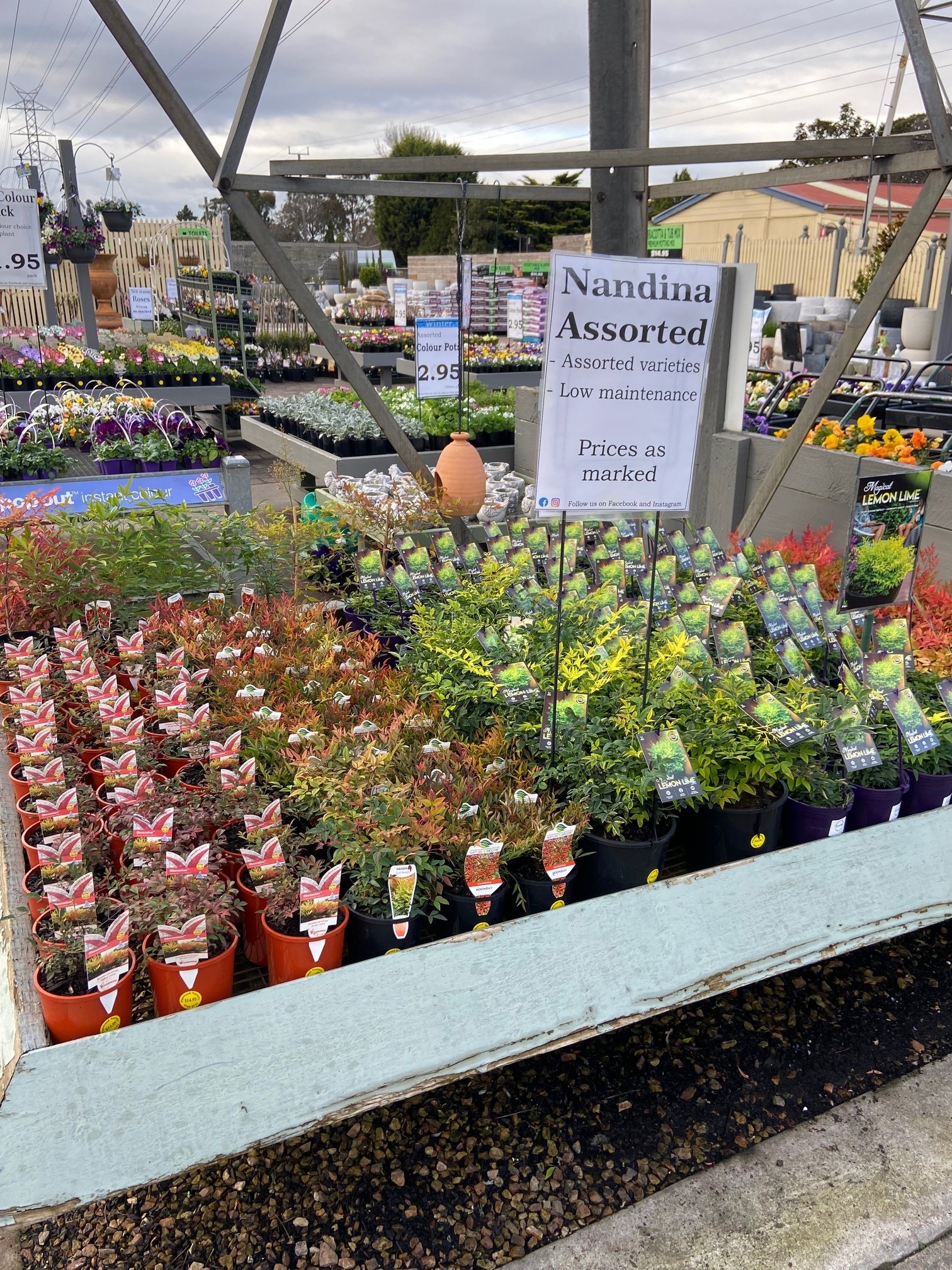Plant range Pinewood Nursery