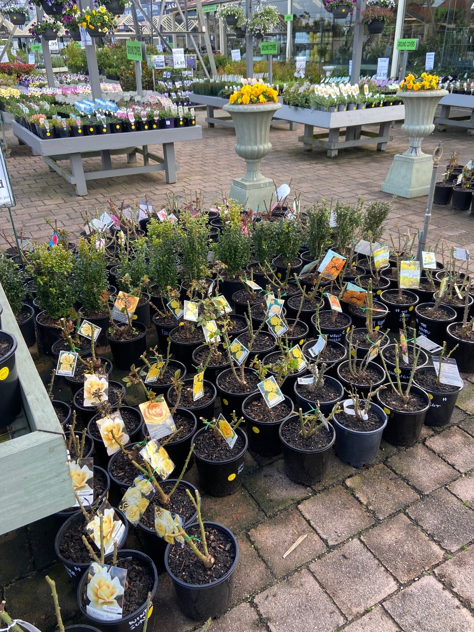 Plant range Pinewood Nursery