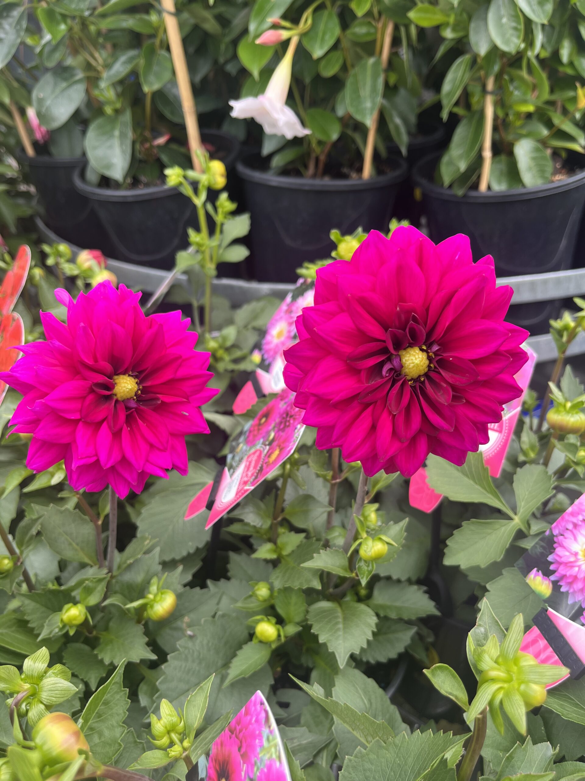 Plant range Pinewood Nursery