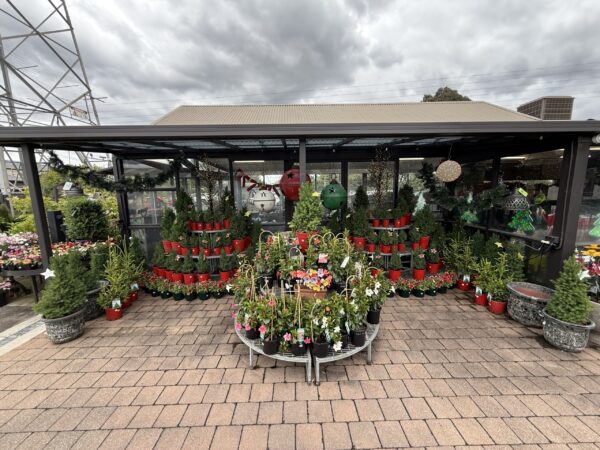 Some of our Christmas Trees